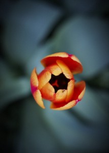 tulip, landscape photography, david mccammon photography