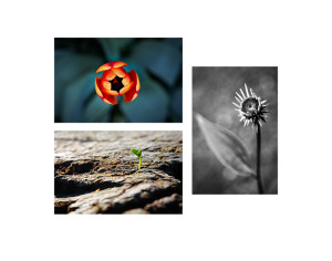Spring flower photographs