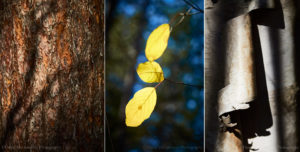 fall triptict by David McCammon Photography