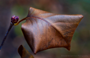 Photo Lilac Bud by David McCammon Photography