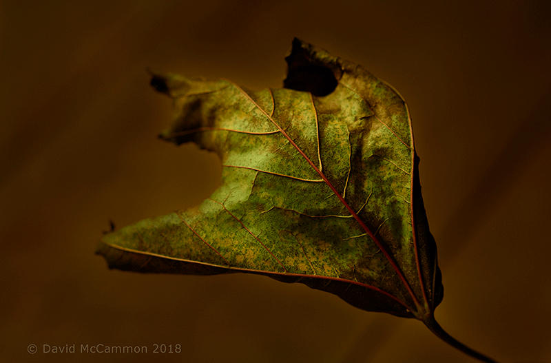 Rising Leaf Fall Photograph by David McCammon