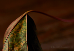 Fall Leaf in Studio by David McCammon, Kitchener, Ontario