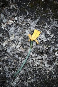 Narcissus