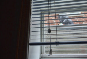 Neighbour