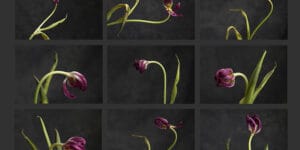 tulips in studio