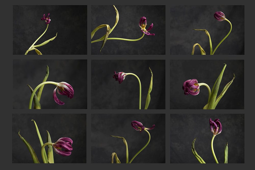 tulips in studio